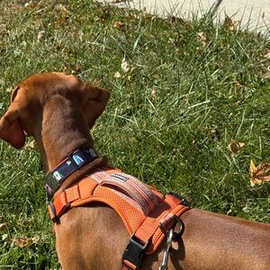 Wilderdog Dog Harness